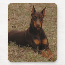 Full Colour Red and Rust Doberman Pinscher