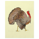 Full Colour Thanksgiving Turkey flyers