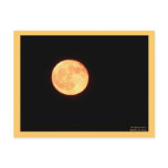Full Harvest Moon Postcard