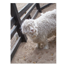Full of Wool Post Cards