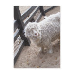 Full of Wool Post Cards