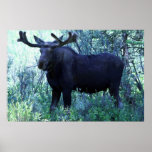 Full Size Moose posters