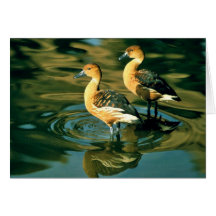 Fulvous Whistling Duck Card