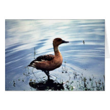 Fulvous Whistling Duck Cards