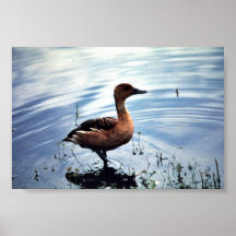 Fulvous Whistling Duck Poster