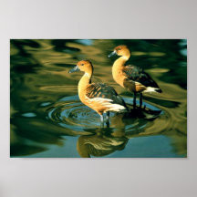 Fulvous Whistling Duck Print