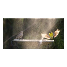 Fun in the Shower Photo Cards