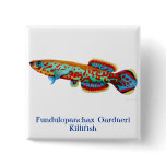 Fundulopanchax Gardneri Killifish PIn