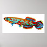 Fundulopanchax Gardneri Killifish Poster posters