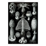 Fungi Greeting Cards
