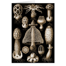 Fungi Card