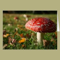FUNGI cards