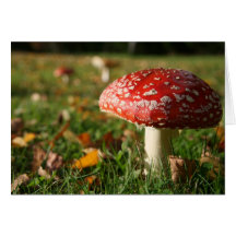 FUNGI CARDS