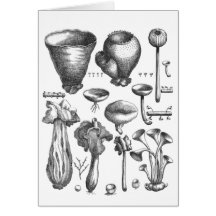 Fungi Greeting Card