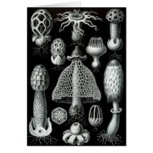 Fungi Greeting Cards