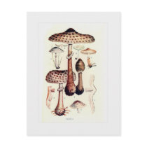 Fungi Postcards