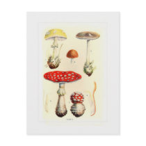 Fungi Post Cards