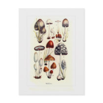 Fungi Postcard