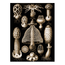 Fungi Postcards