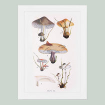 Fungi posters