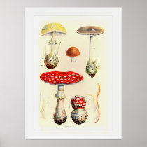 Fungi Print