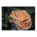 Fungi, Seneca Rock, West Virginia cards