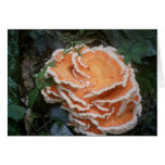 Fungi, Seneca Rock, West Virginia cards
