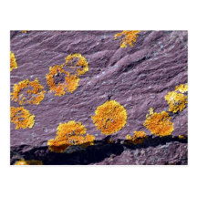 Fungus on a rock postcards