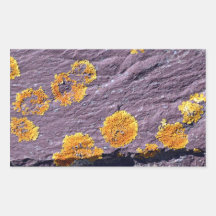 Fungus on a rock rectangular stickers