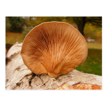 Fungus on birch ~ postcard