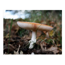 Fungus Postcard