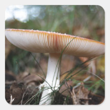Fungus Square Sticker
