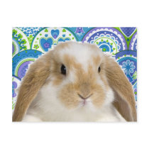 Funky Bunny Post Cards