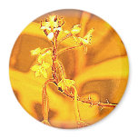 Funky Flower Creature Magnet