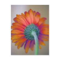 Funky Gerbera Post Cards