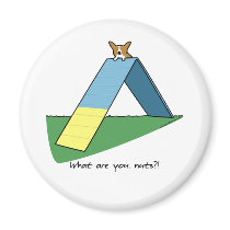 Funny A-Frame Corgi Agility