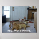 Funny Animal Picture - Cute Chihauhau posters