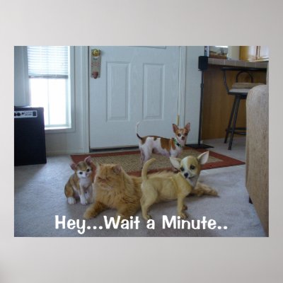 Funny Animal Picture - Cute Chihauhau Poster by MalibuJoy