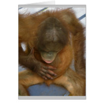 Funny Baby Animal Friends