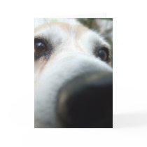 Funny Beagle Nose