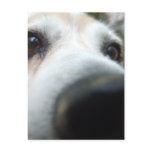 Funny Beagle Nose