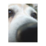 Funny Beagle Nose