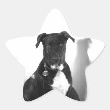 Funny Big Dog Stickers