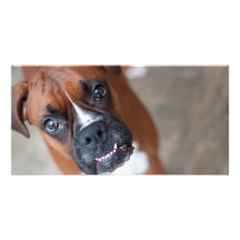 Funny boxer dog custom photo card