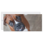 Funny boxer dog rack cards