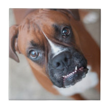Funny boxer dog tile