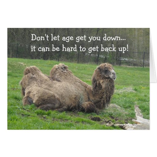 Funny Camel Birthday Greeting Cards