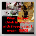 Funny cat 25!!!-7, Funny cat 7-2, Funny cat 13-... posters
