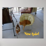 Funny Cat and Dog Poster posters