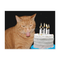 Funny cat birthday post cards